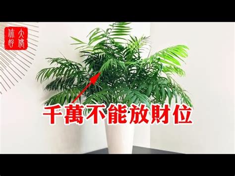 黃椰子風水|黃椰子風水：招財5步驟